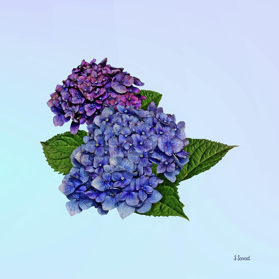 Hydrangea in Shades of Purple Photograph by Susan Savad