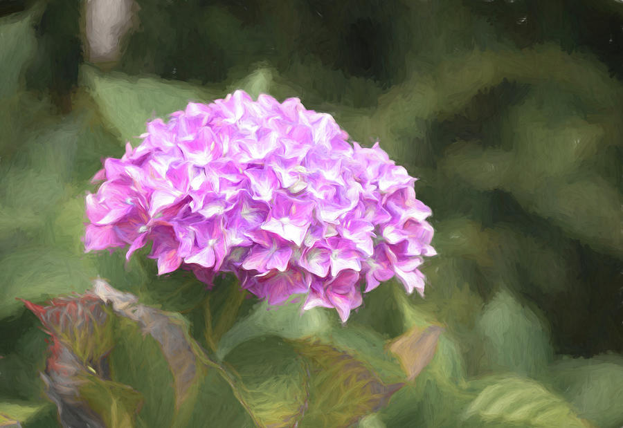 Hydrangea in the Garden Photograph by Lindsay Thomson