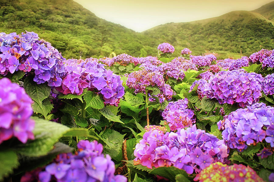 Hydrangea in the wild-2 Photograph by Artto Pan