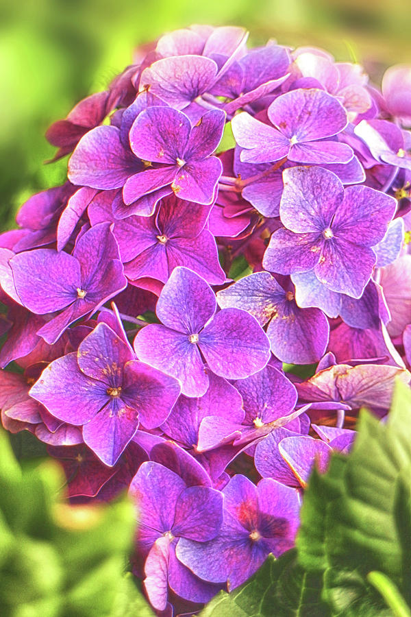 Hydrangea in the wild-6 Photograph by Artto Pan
