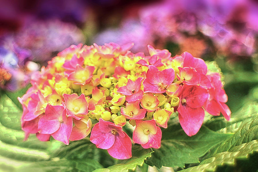 Hydrangea in the wild-7 Photograph by Artto Pan