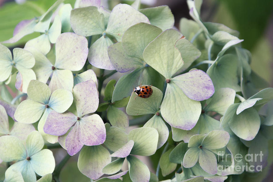 Hydrangea Ladybug Photograph by Kristine Anderson
