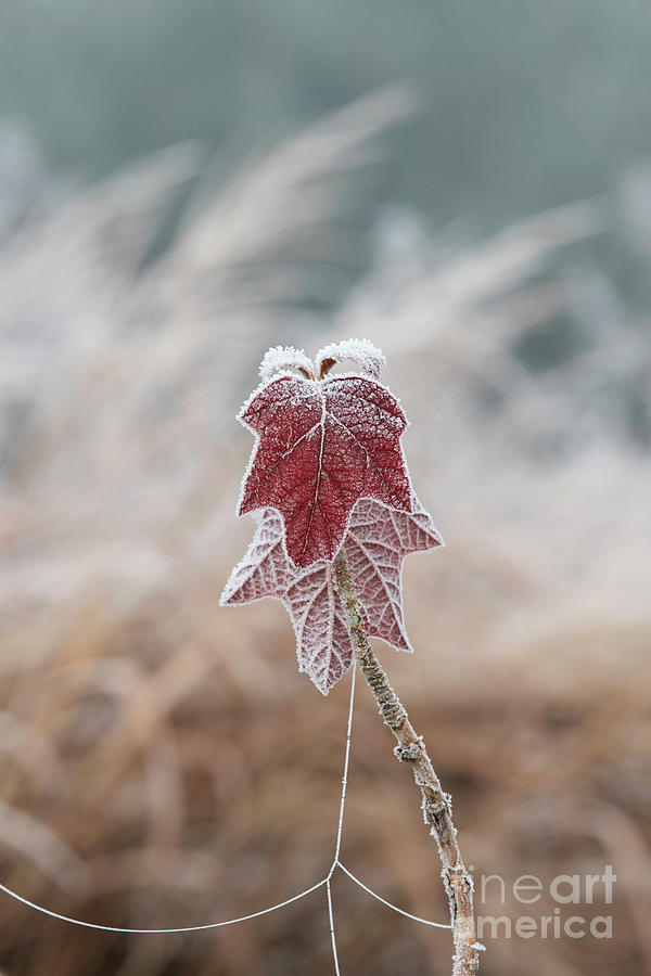 Hydrangea Leaves in the Frost Photograph by Tim Gainey
