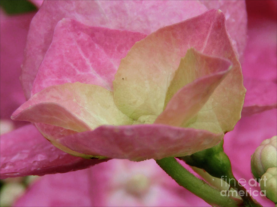 Hydrangea Little Bloom Photograph by Kim Tran