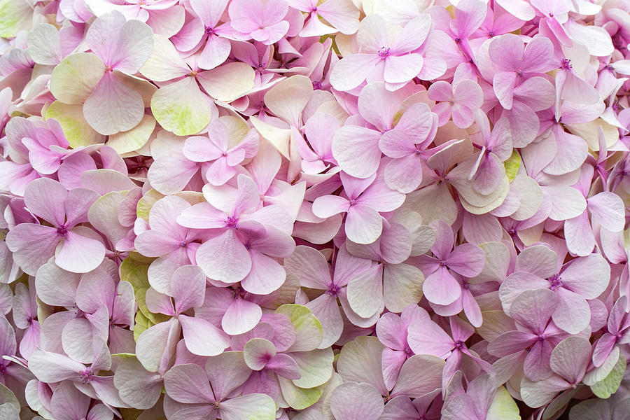 Hydrangea Photograph by Louise Tanguay