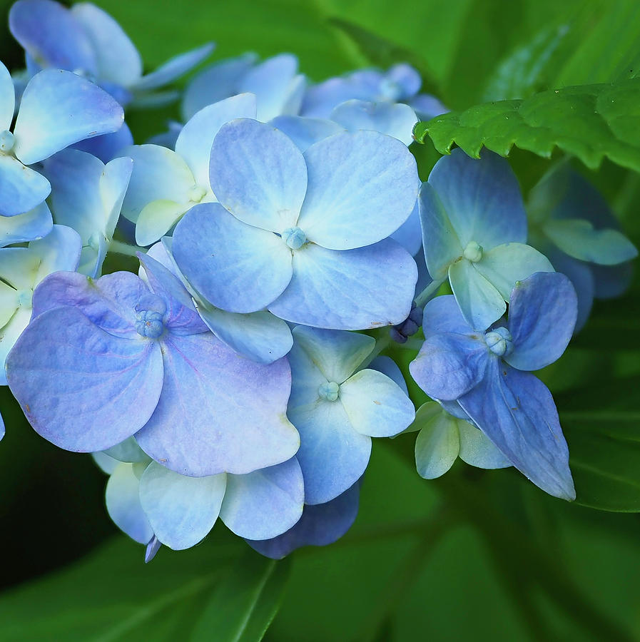 Hydrangea Macro Photograph by Steve Sisk - Fine Art America