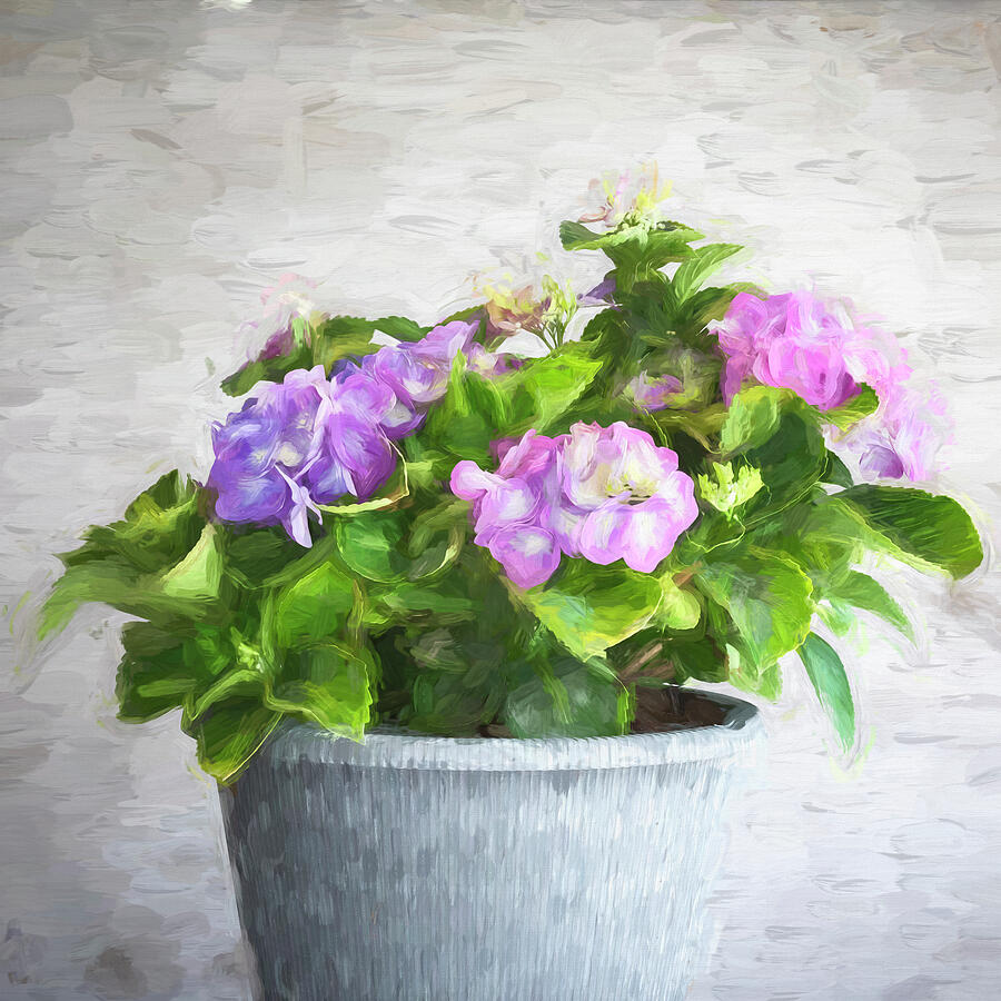 Hydrangea Macrophylla Blue Hydrangea X145 Photograph by Rich Franco Hydrangea Macrophylla Blue Hydrangea X145 Photograph by Rich Franco