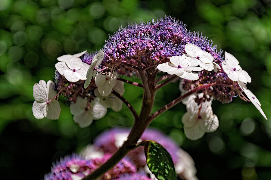 Hydrangea macrophylla Close-up Photograph by Rod Johnson