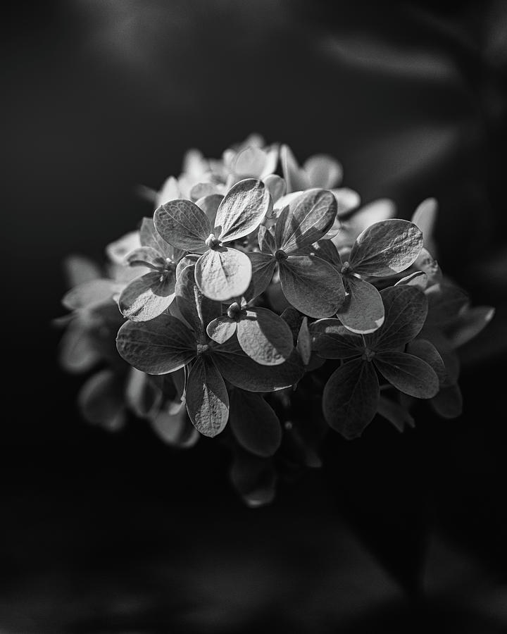 Hydrangea Noir Photograph by Bob Orsillo