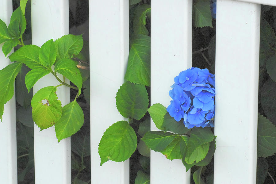 Hydrangea Peeking Out Photograph by Jerry Griffin