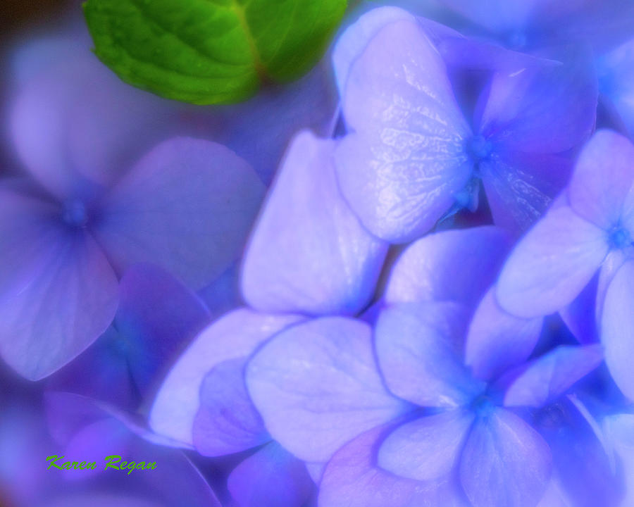 Hydrangea Petals 2 Photograph by Karen Regan