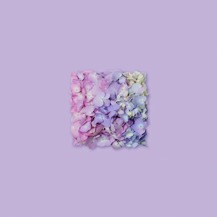 Hydrangea petals arranged in a square Photograph by Juj Winn