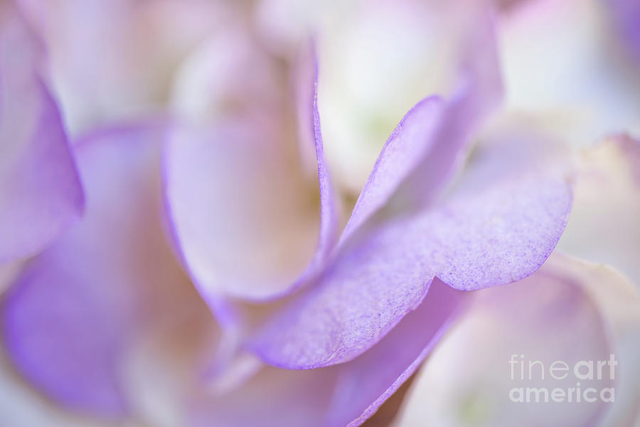 Hydrangea petals Photograph by Delphimages Photo Creations