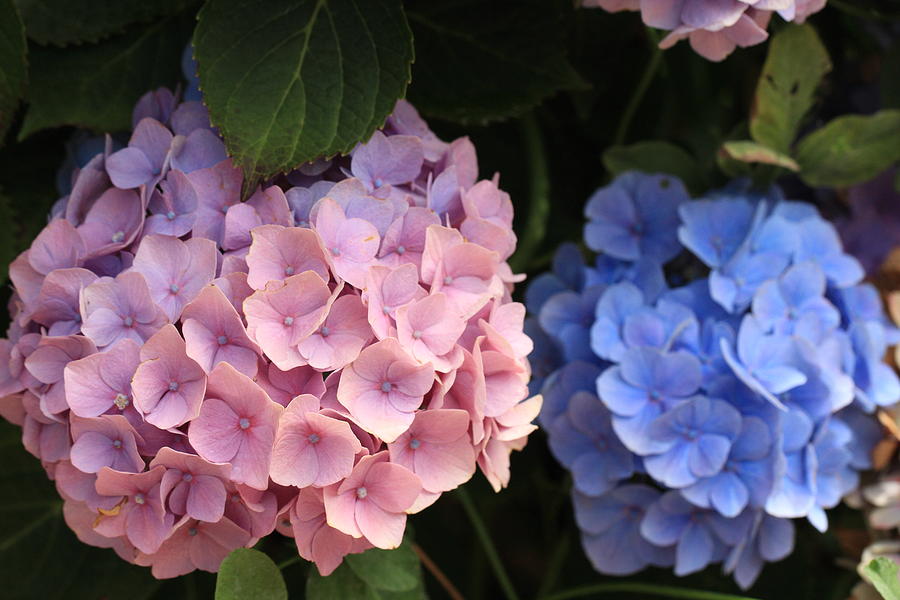 Hydrangea Pink and Blue Photograph by Newland Photography - Fine Art