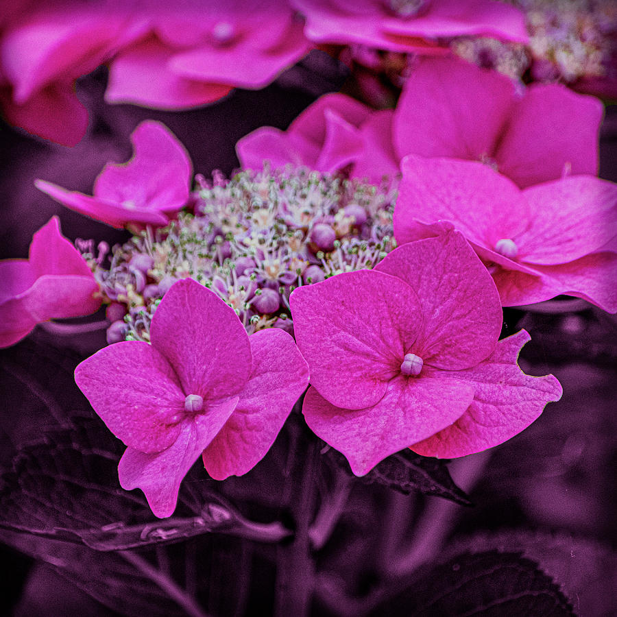 Hydrangea Pink Flower  Photograph by Angela Carrion Photography