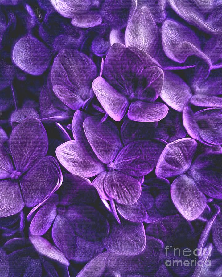 Flowers Still Life Digital Art - Hydrangea Purple by Rachel Hannah