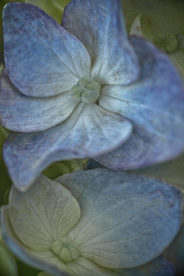 Hydrangea Photograph by Robert Fawcett