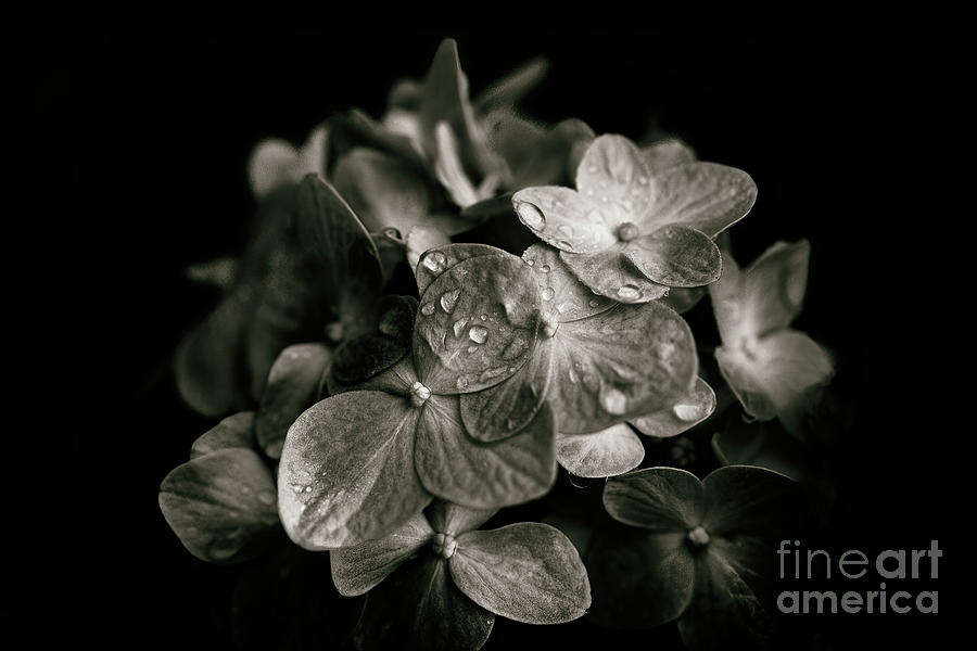 Spring Photograph - Hydrangea - sepia by Scott Pellegrin