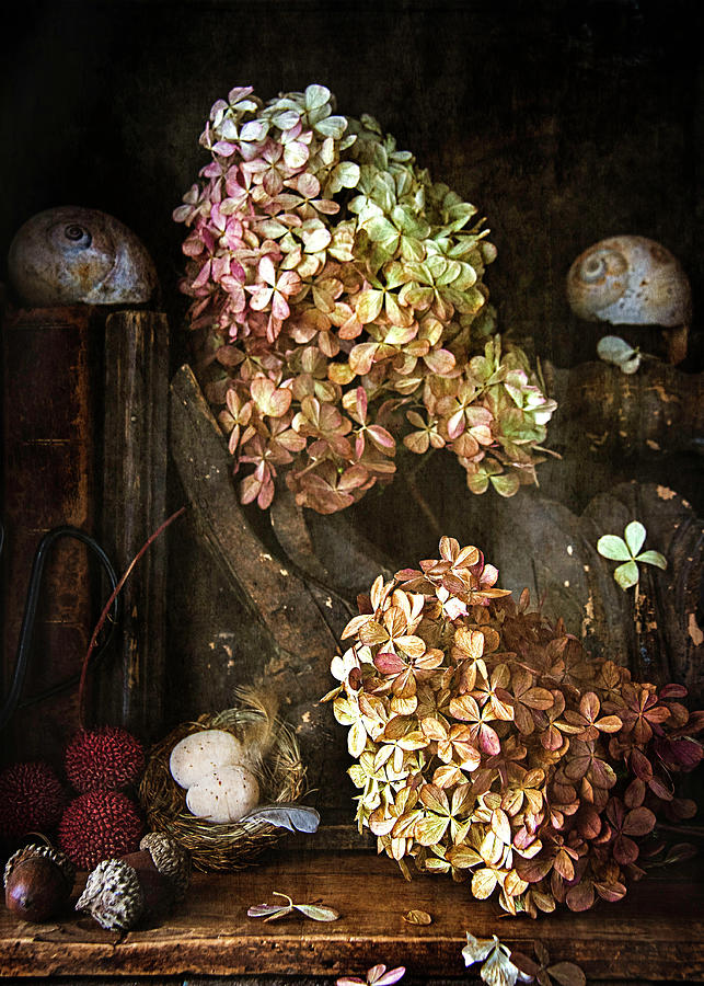 Hydrangea Still Life 2 Photograph by Cindi Ressler