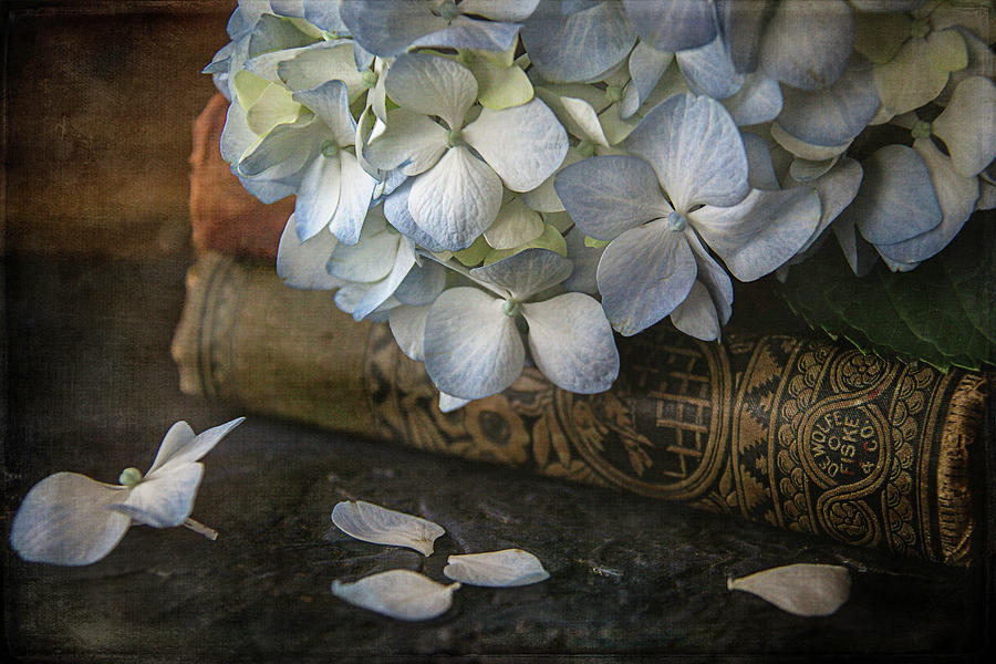 Hydrangea Blossom Photograph by Cindi Ressler