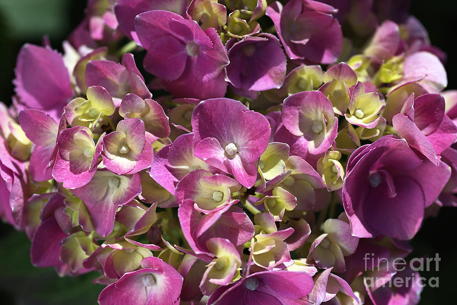Hydrangea Summer Bloom Photograph by Joy Watson