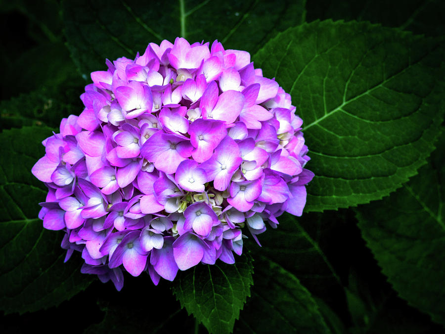 Hydrangea Photograph by Susie Loechler Hydrangea Photograph by Susie Loechler