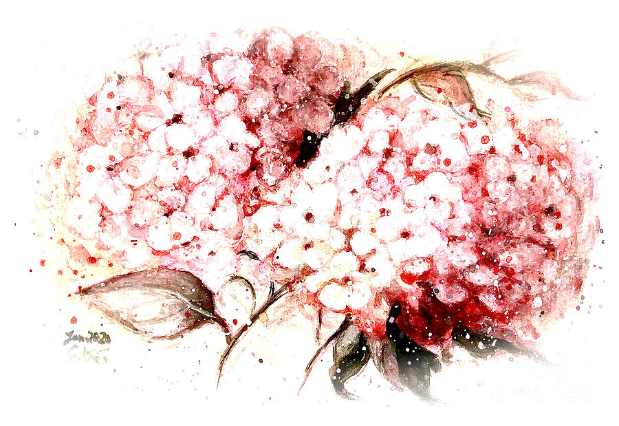 Flower Painting - Hydrangea twin pink and white  by Gittas Art