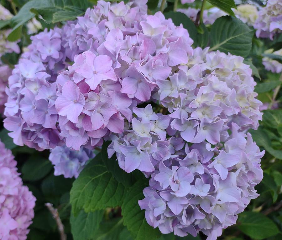 Hydrangea Wave Photograph by Glenda Hodges-Lee - Fine Art America