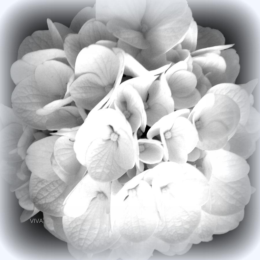 Hydrangea White Perfection Photograph by VIVA Anderson