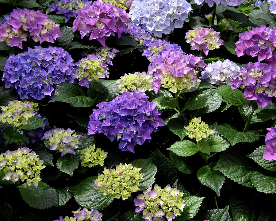 Hydrangeas in Harmony Photograph by Greta Foose - Fine Art America