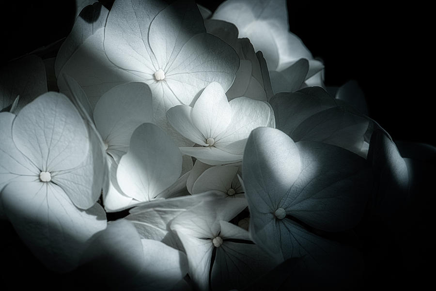 Hydrangeas in the Light Photograph by Philippe Sainte-Laudy