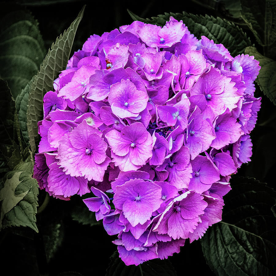 Hydrangeas Pink Flower Photograph by Angela Carrion Photography