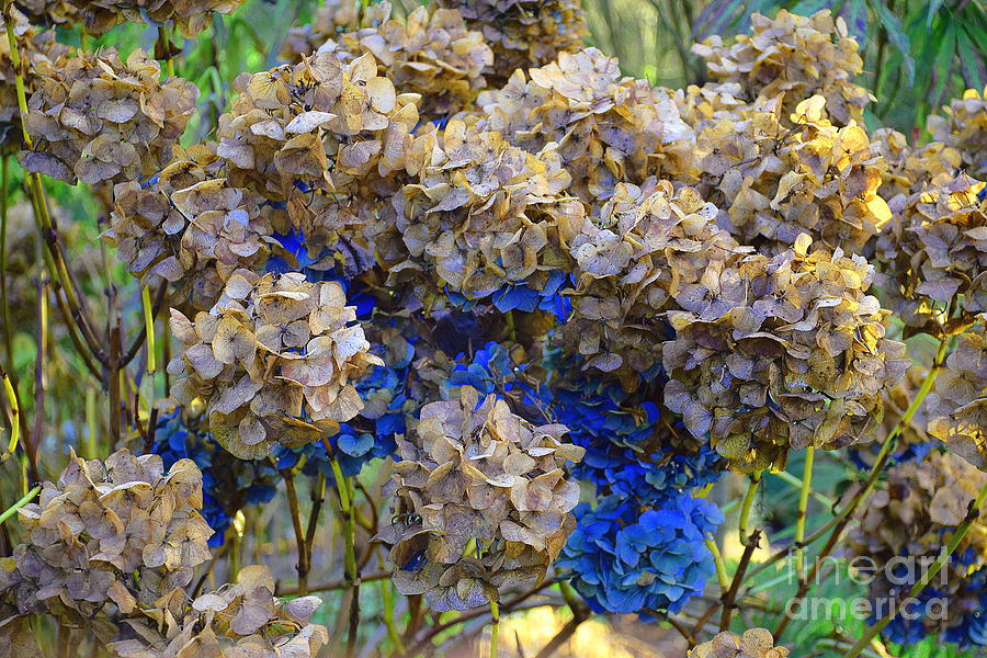 Hydrangeas Still Blue After All These Months Photograph by Sea Change Vibes