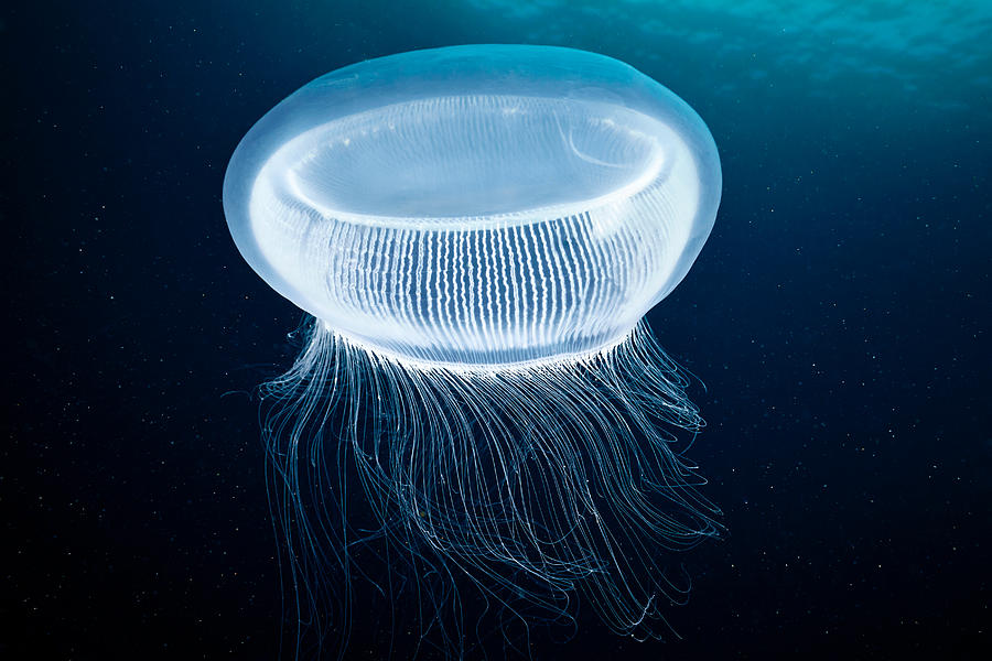 Hydrozoan jellyfish - Aequorea sp. Photograph by Alexander Semenov