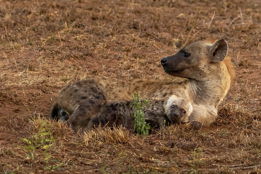 Hyena and Son Photograph by MaryJane Sesto