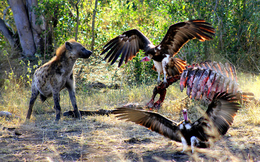 Hyena and Vultures Photograph by R Melnick@Getty Images