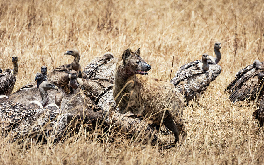 Hyena I Photograph by Chris Dutton