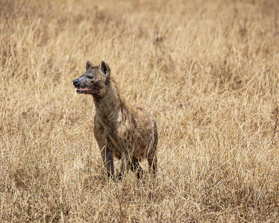 Hyena II Photograph by Chris Dutton