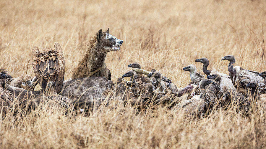 Hyena III Photograph by Chris Dutton