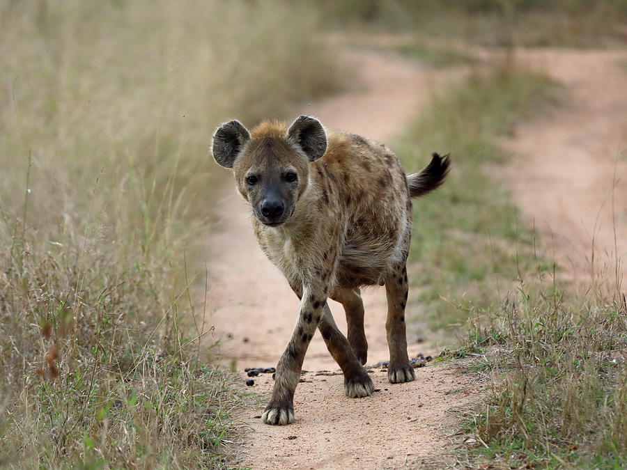 Hyena in Africa Photograph by Alex Nikitsin - Fine Art America