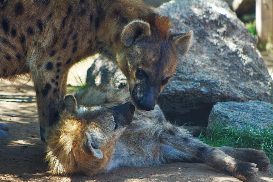 Hyena Moments Photograph by Brittney Powers - Fine Art America