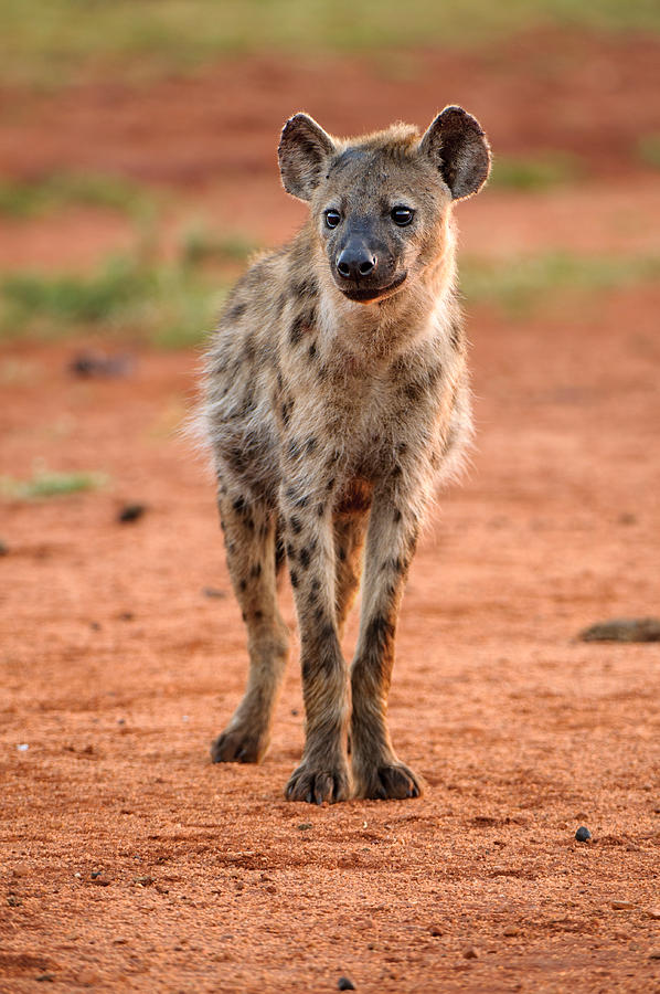 Hyena On Field Photograph by Louise Donald / EyeEm Hyena On Field Photograph by Louise Donald / EyeEm
