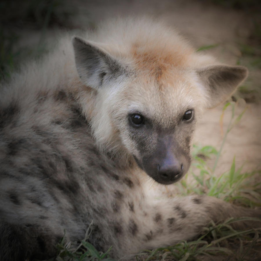 Hyena Puppy Photograph by Rebecca Herranen