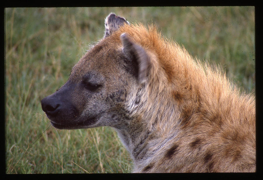 Hyena Staring Photograph by Russel Considine