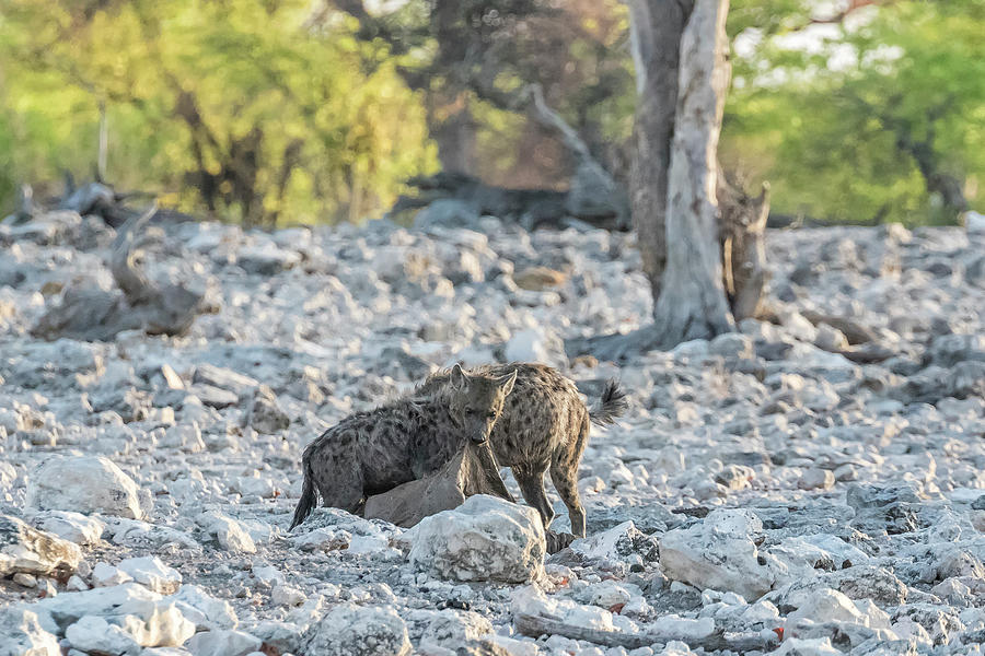 Hyenas After the Kill, No. 1 Photograph by Belinda Greb