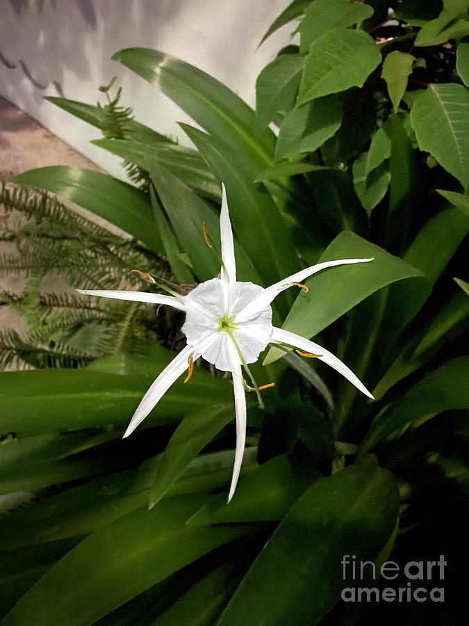 Hymenocallis Littoralis. White flower with verylong petals Photograph by Sofia Goldberg Fine