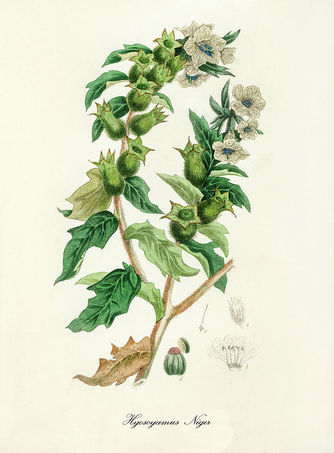 Hyoscyamus Niger - Henbane - Medical Botany - Vintage Botanical ...