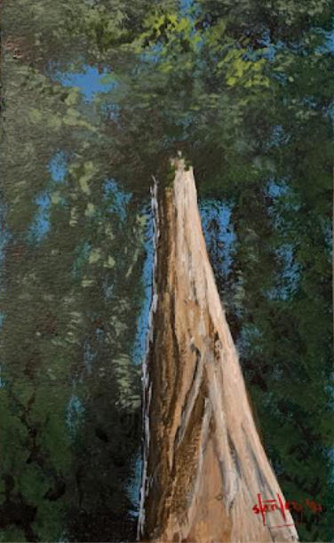 hyperion tallest redwood tree living