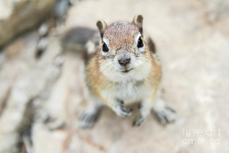 Mammal Photograph - Hypno Squirrel by Chris Scroggins