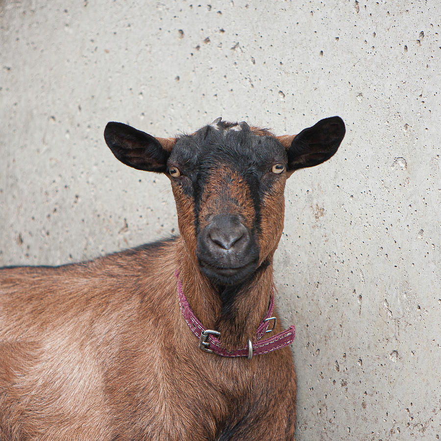 Hypnotist Goat Photograph by George Pennington